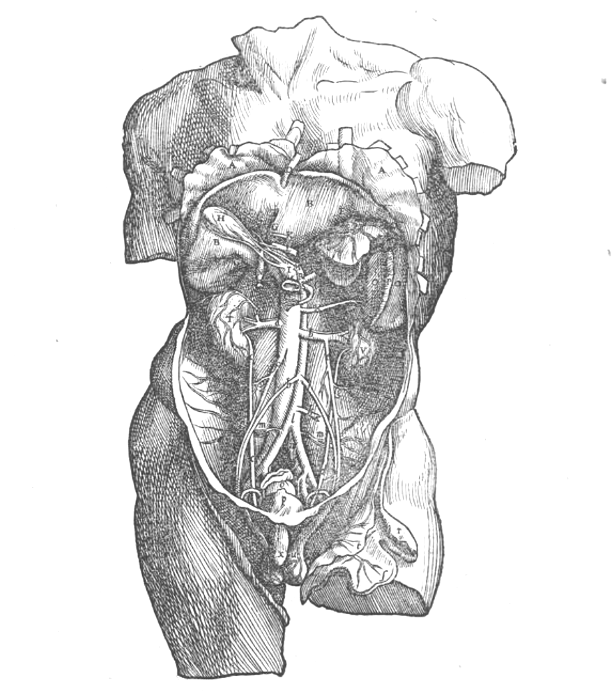 Cellular illustration