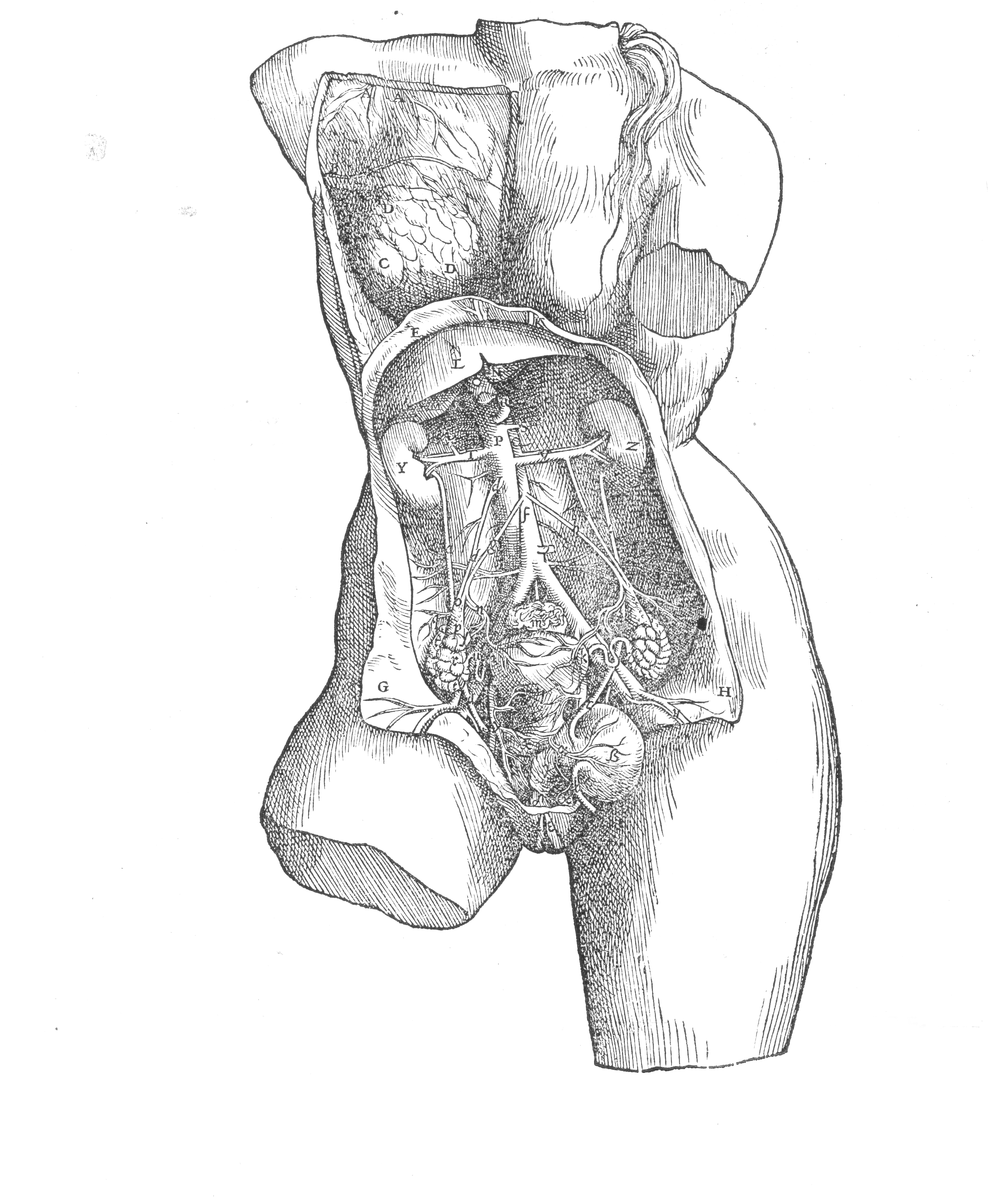 Endocrine illustration